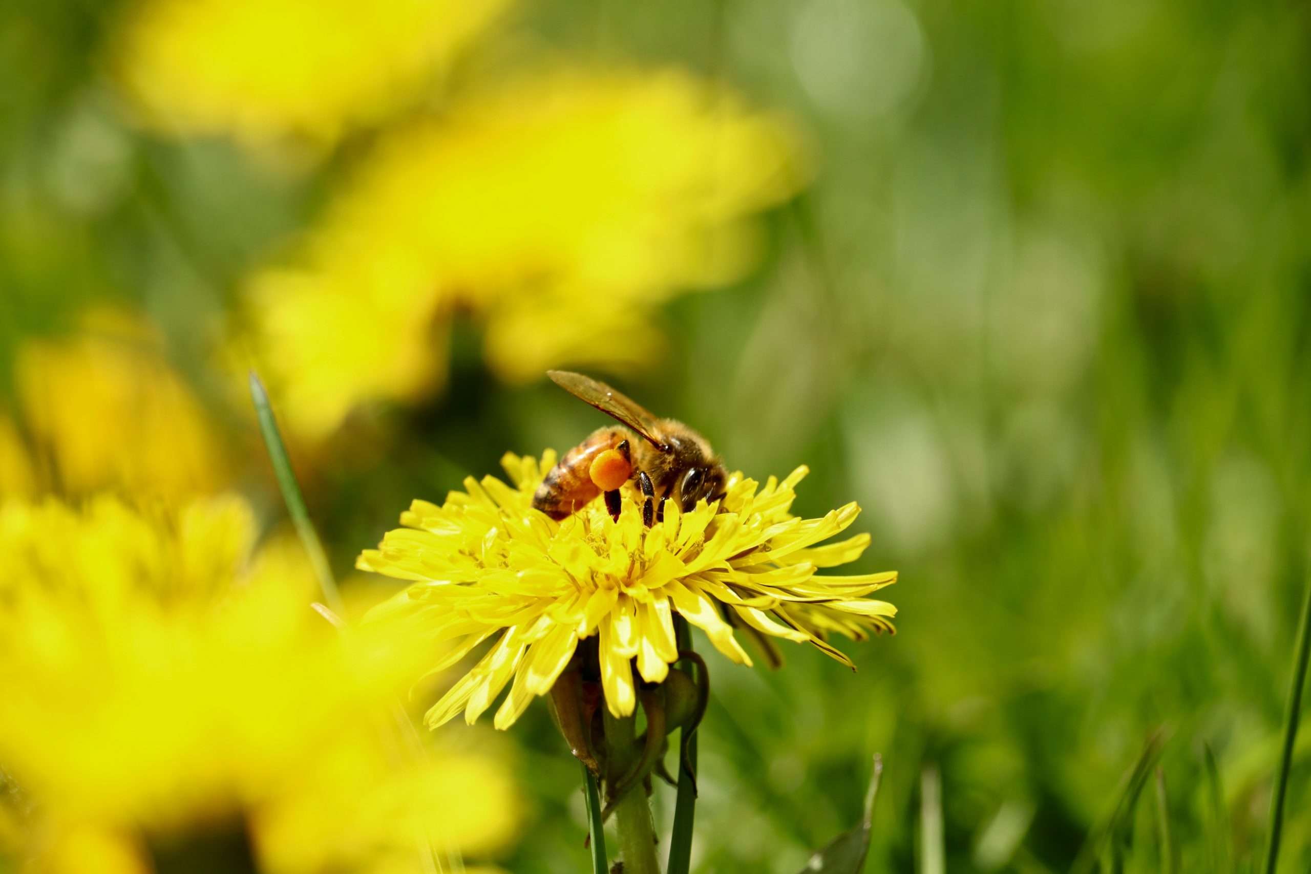 Western society needs to stop mowing the lawn