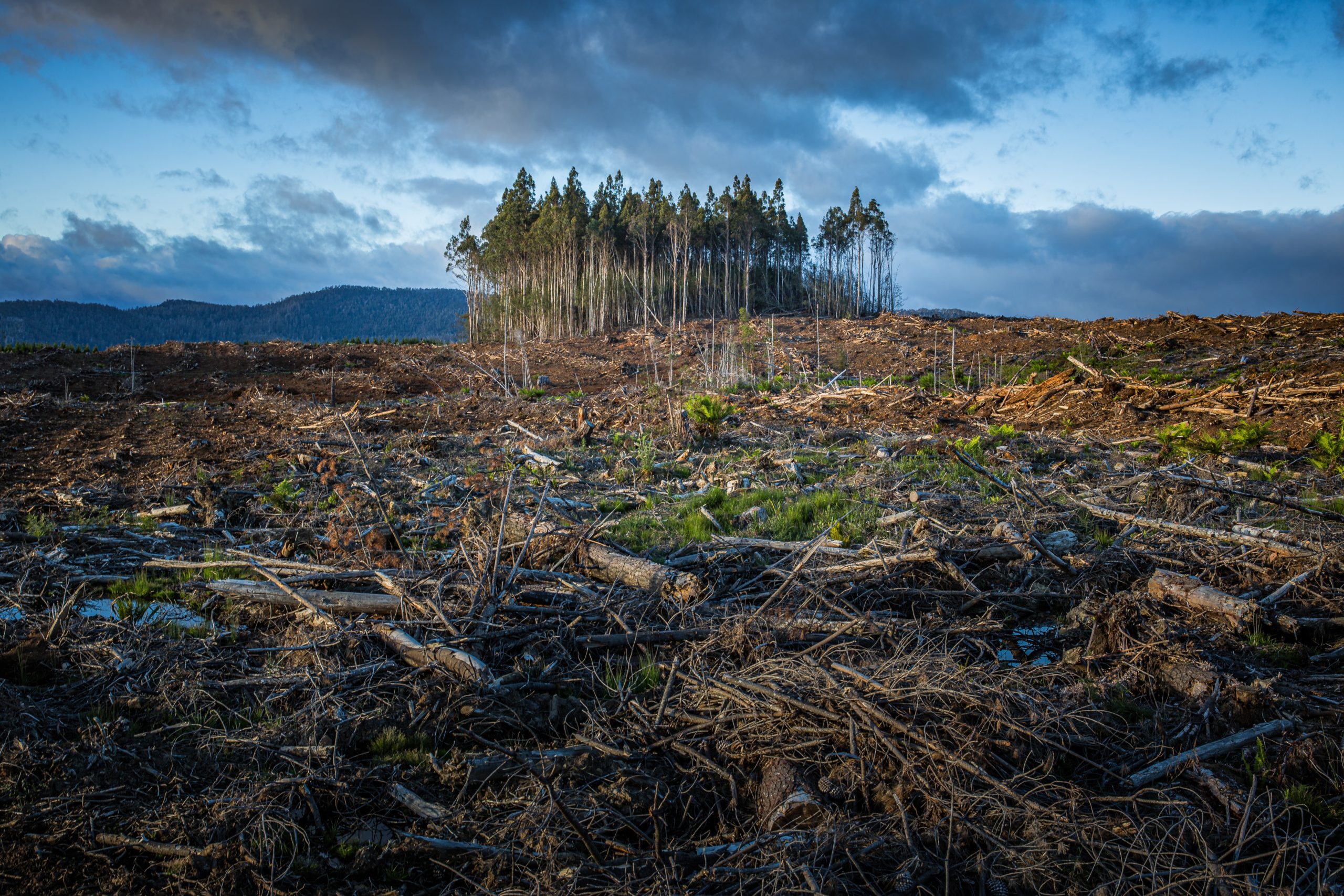 Democrats call for genocide, saying overpopulation is harming the environment